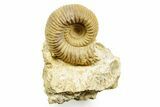 Jurassic Ammonite (Stephanoceras) Fossil - Calvados, France #367868-1